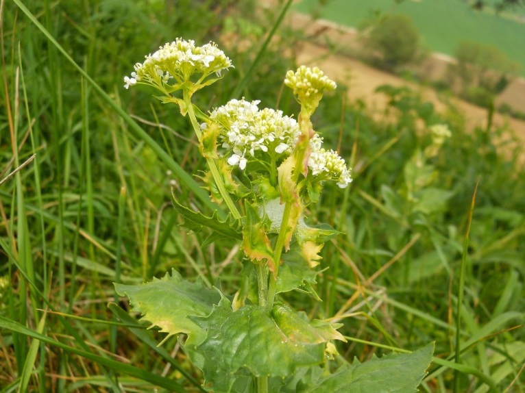 Cardaria draba  (=Lepidium draba)